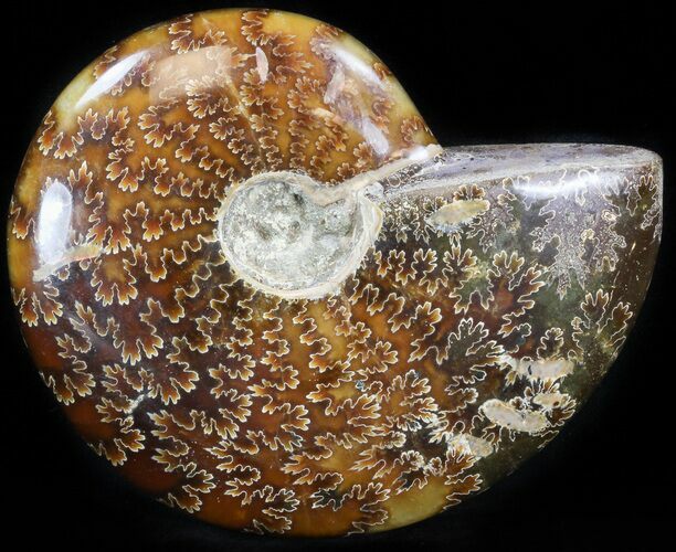 Cleoniceras Ammonite Fossil - Madagascar #41664